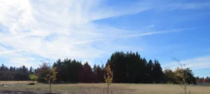 Open field and evergreen trees on the five-acre property